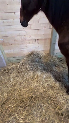 1.2K views · 73 reactions | 勺Standardbred Retirement Foundation is thrilled to share that Lil Knotty Knickers arrived to her home after a couple of weeks of care so she could withstand the trip. 勺 She is a lucky girl - thank you for saving her, thank you to our dear friend for giving her a loving home 勺! | Equine Rescue Network | Facebook