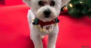 Male  for stud in Uxbridge | Pets4Homes