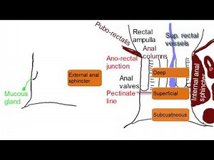 Anal Canal - Simplified Anatomy + Anki flashcards