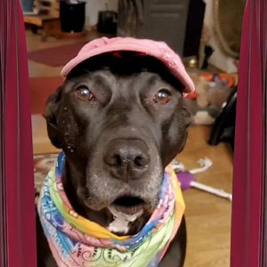 5.5K views · 1.4K reactions | It's fun facts time folks! | Pit Bull Patch and his fabulous friends | Facebook