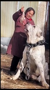 THAT IS A DESCENDANT OF FENRIR! FETCH THE TREASURY!!! 😳🤌🏼💰 #vikings #fenrir #dog #wolf #wow | Tank Tolman