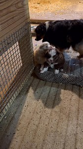 12K views · 363 reactions | Do your babies wave to you in the morning? #australianshepherd #fypシ #puppies #puppylove #puppy #fun | Rocky Creek Farm Toy & Mini Aussies | Facebook