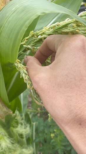 10K views · 44 reactions | Pollinate Corn #pollination #corns #homegrown #backyardgarden #gardentime #gardenlover | GrowwithChea | Facebook