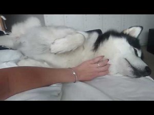 Mornings with Niko alaskan malamute