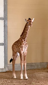 26K views · 2.7K reactions | The herd couldn't wait to meet their new member | The Toledo Zoo | Facebook