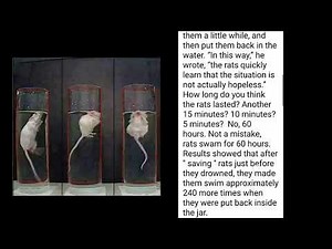 Drowning Rats Psychology Experiment by Professor Curt Paul Richter