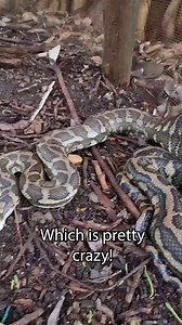 SNAKE EATS HUGE GUINEA FOWL 😯 Caught on camera! 🐍 A massive snake takes down a large guinea fowl – wild nature at its rawest! #SnakeCatcher #SnakeCatcher #Snake #BigSnake #HugeSnake #Wildlife #NatureUncut #AnimalEncounters #WildlifePhotography #NatureLovers #PredatorVsPrey | Wildlife With Stuart Mckenzie