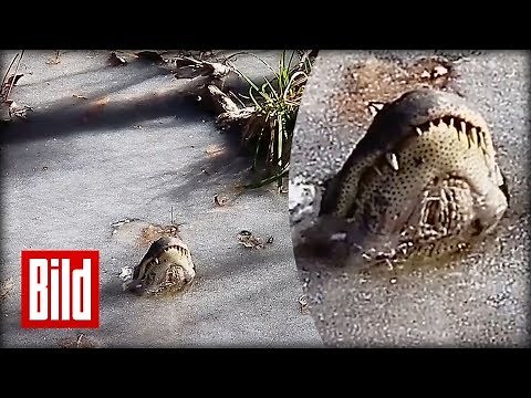 Alligatoren im Winterschlaf- Schockstarre unter Eis