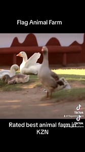 Join us at Flag Animal Farm these holidays for an adventure The largest animal farm in KZN With rescued animals - reptiles - splash Waterpark and dinosaurs everything in one yay! Open daily 9-4:30 pm only closed on Christmas Day the 25th Come and experience a real farm experience where you walk freely with animals and cuddle all day yay! We have over 15 outdoor playgrounds - push bike track - indoor play centres and a beautiful pirate ship A whole day of fun for only R65 per child , adults pay t