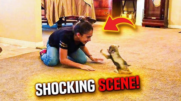 Mom leaves daughter with dog, comes home to a shocking scene