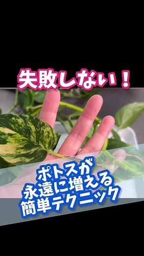 ポトスを育てる簡単テクニック