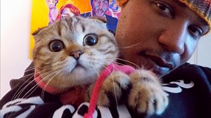 Your favorite cat rapping family is back deep down from the heart! | Iammoshow