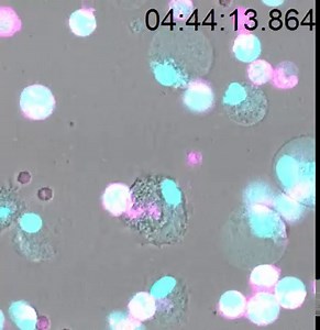 20K views · 541 reactions | During infections, “nets” of DNA and proteins released by neutrophils are internalized by other immune cells and stimulate the immune system to mount stronger responses, according to new research in Science Signaling. https://fcld.ly/6kvu0e6 | Science | Facebook