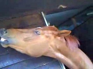 Blowing a horse!!!