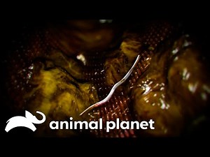A Young Teenager Vomiting Fecal Matter | Monsters Inside Me | Animal Planet