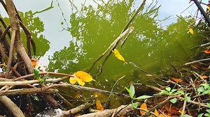 86K views · 532 reactions | Mancing Barramundi Babon | JUFRI MANCING | Facebook