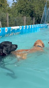 LABRADOR POOL PARTY MADNESS! | Canine Dip and Dive Maldon
