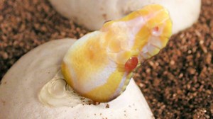 We got our first Albinos this year! Cutting clutches of Ball python eggs! | Brian Barczyk