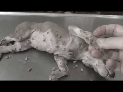mangoworms removal in poor puppy from Vet Clinic Gambia Dr Micha