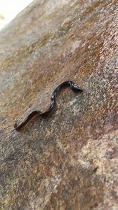 116K views · 694 reactions | Big and Small v Waterfall Baby Eels(elvers) and a cheeky Atlantic Salmon ©LOOP #looptackle Connecting Fly Fishers Worldwide | Loop Tackle | Facebook