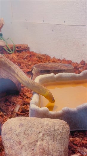 5.7K views · 99 reactions | Winona, our Woma Python, sending you your daily reminder to drink more water! 殺 Did you know snakes actually don’t use their tongues at all to drink water, the skin folds of their lower jaw acts as a sponge and absorbs the water! Pretty neat! #snakes #snakesoftiktok #python #woma #womapython #reptiles #reptile #blackpineanimalsanctuary #wildlifesanctuary #gfas #sanctuary | Black Pine Animal Sanctuary | Facebook