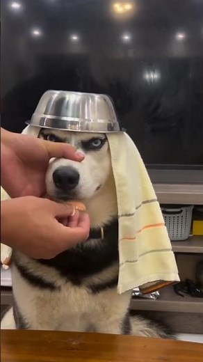 Before & After Animals Growing Up | Animals Transformation #animals #pets