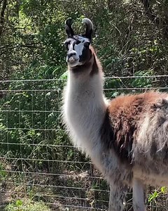 Come on, Dolly, I thought we were friends! 😂#llama #llamasofinstagram #shearing #underbite #spitcam | Right Choice Shearing