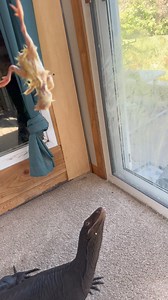 Feeding baby cakes | The Legend Lizards