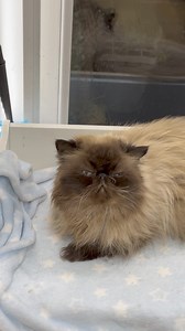 ‘Hear me roar!’ | Tom from The Magnificats