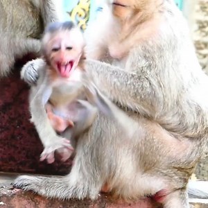 Hugs Hungriness baby monkey! Mother monkey starves milk to baby, poor baby tries harder to request milk. #babymonkey #monkey #monkeys #MonkeyLife | Emery Monkey