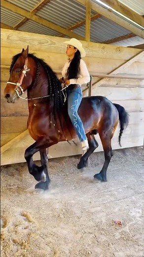 bareback horse riding by a beautiful brazilian lady trainer