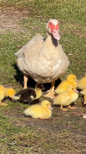 5 comments | Avez-vous déjà vu des canards comme ceci? Il s’agit des...