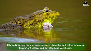 1.5K views · 128 reactions | One can spot many frogs croaking and...