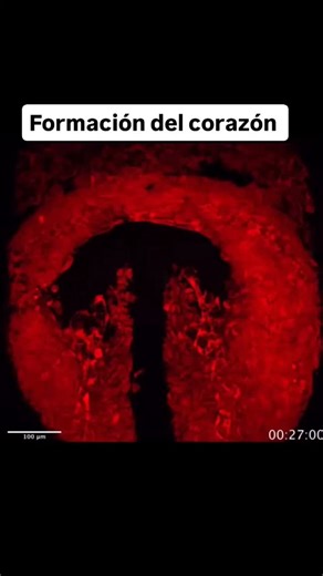 El tubo cardíaco se origina a partir del mesodermo y comienza a presentar sus primeras contracciones alrededor del día 22 del desarrollo embrionario. En el video se muestra una inmunohistoquímica para MESP1 (marcada en rojo), un marcador específico del linaje cardíaco. En esta etapa temprana se inicia la formación del tubo cardíaco, comenzando por la porción bulboventricular. #información #salud #born #baby #gestación #pregnant #DesarrolloHumano #embrión #InstaMed | Dr. Med. Alejandro Moreno
