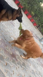 Bite force refers to the amount of pressure a dog can exert with its jaws, measured in pounds per square inch (PSI). Golden Retrievers have a bite force estimated around 190 PSI, stronger than the average human bite (100-150) v/s German Shepherd which has a bite force of 238-291 PSI, this breed is often used for law enforcement, military and protection. German Shepherds are also popular as family pets due to their loyalty and obedience. This I saw just now because Ace took away the towel piece f