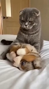 The Bully Freezes When the Giant Australian Shepherd Mother Arrives | Bona Ville