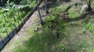 Native Chicken and Goat Integrated Farming System #livelihoods #project #income #integratedfarming #GOAT | Philippine Native Chicken