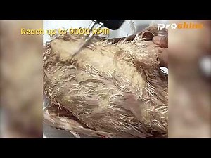 Proshine handhle chicken plucker, a great tool for your kitchen!