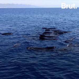 1.1M views · 1.8K shares | Often mistaken for dolphins, they are pilots whales and they have only one predator: humans. | Brut nature | Facebook
