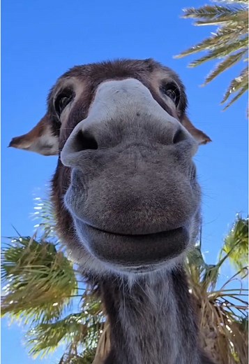 Cute Donkey Videos and Pics for Animal Lovers
