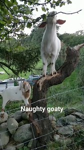 2K views · 56 reactions | #goats #livestock #farm #selfsufficiency #homestead #animals #cute #dairygoat #milk #snowdonianationalpark | Welsh cottage by Zina | Facebook