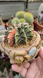 1.4K views · 238 reactions | Gymnocalycium Mihanovichii Variegata "single spine" with lots of flower buds... #bikolanahardinera | Bikolanahardinera | Facebook