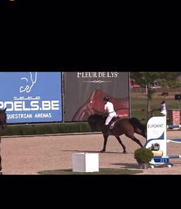 1.6K views · 20 reactions | This horse is EVERYTHING  濾朗 JACOBUS - 9yo gelding x Numero Uno x Lupicor, clears to 1.45.  Message  for info. Also doubles as an equitation horse, U25, talent search. Dead easy and automatic for any rider. Low 6 figures. | European Sport Horse Imports | Facebook