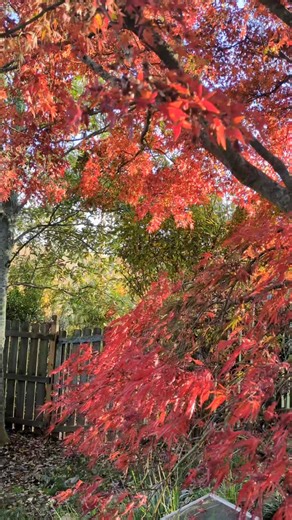 One of the most beautiful trees. In awe. #queenofheartsdealermerchant #fallcolors🍁🍂 #fallthings🍂🍁 #autumncolors #ornamentalmaple #themostbeautifulcolor | BLISS Home and Garden at Queen of Hearts