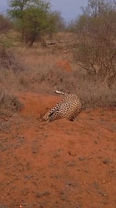 2.3K views · 40 reactions | leoperd attack to warthog | Viral video | Facebook