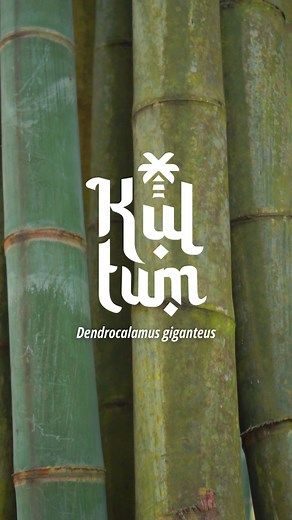 Kuliah Tumbuhan (Kultum) Eps. 8 - Dendrocalamus giganteus atau Bambu Sembilang adalah jenis bambu tropis dan subtropis yang berasal dari India, Tiongkok, Laos, dan Myanmar. Bambu ini dianggap sebagai bambu tertinggi kedua di dunia. Ukurannya yang besar sehingga dijuluki juga dengan Bambu Raksasa .#AyoKeKebunRaya #KuliahTumbuhan #BotanicalGardens | Kebunraya_id | Facebook