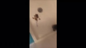 She making poo dinner