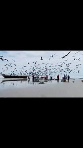 En las aguas cálidas de Tumaco, la pesca artesanal es el corazón de muchas comunidades del Pacífico. Los pescadores, herederos de un saber ancestral, lanzan sus chinchorros —grandes redes colectivas— al amanecer, cuando el mar está en calma. En grupos, hombres y mujeres jalan lentamente la red hacia la orilla, atrapando pargos, róbalos, camarones y otros frutos del océano. El chinchorro no solo es una herramienta: es símbolo de trabajo en comunidad, de solidaridad y respeto por el mar. Aquí, cad