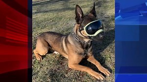 Police K9 recovering after suffering heat illness during search for Chester County prison escapee
