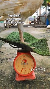 "3 Months old Broad Breasted Nicolas White Rooster Turkey" #kafarmimg #BBNWTurkey🦃👍 #angelbengbengminibackyard | KaFarming Louie Obado
